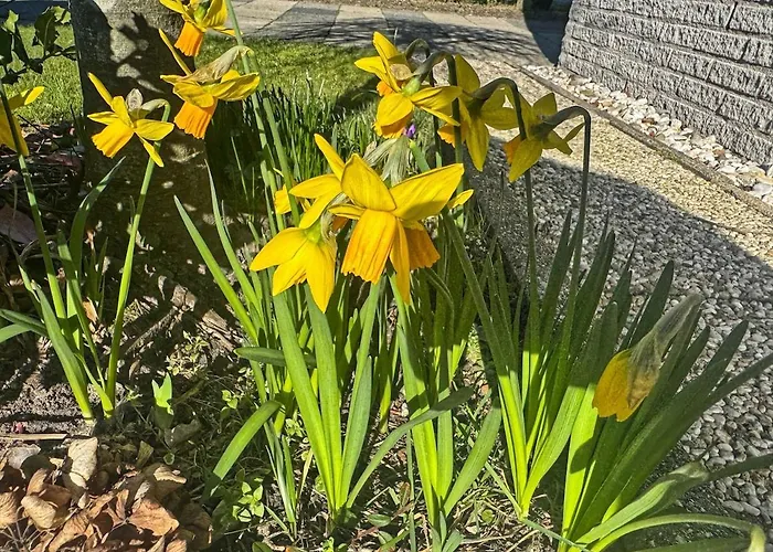 Charmante Vakantiewoning Aan Zee * Ouddorp